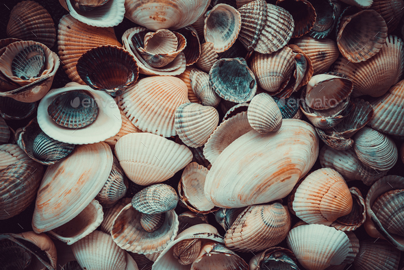 sea shells background