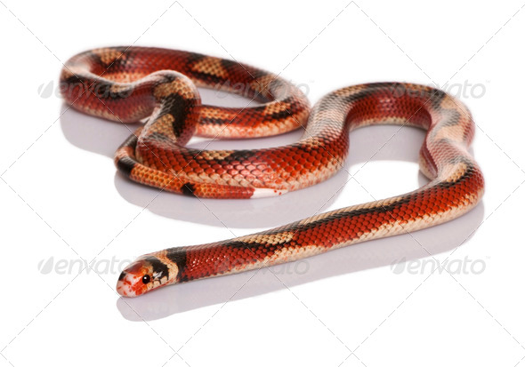 Milk Snake Or Milksnake Lampropeltis Triangulum Nelsoni Stock