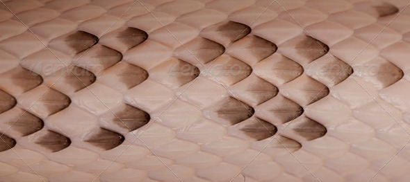 Photograph, Black Rat Snake Scales