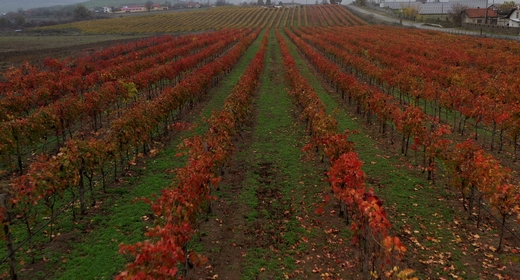 Aerial View on Vineyards