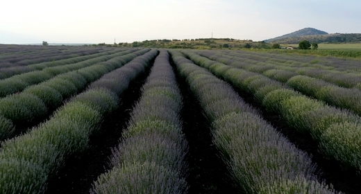 Levels Planted with Lavender