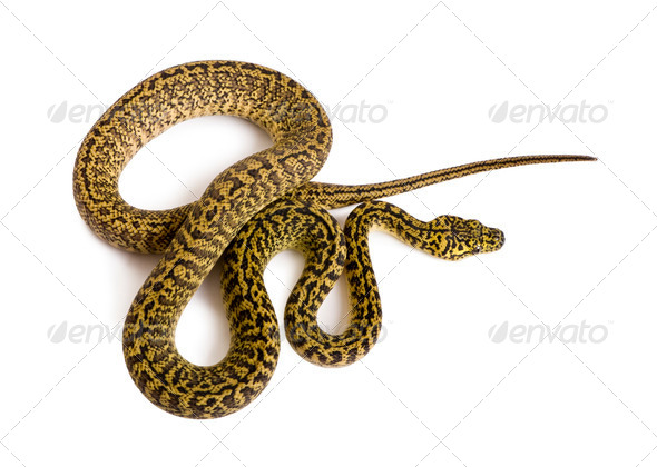 High angle view of Morelia spilota variegata, a subspecies of python, against white background - Stock Photo - Images