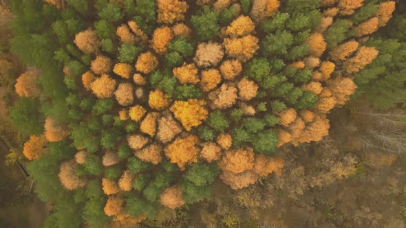 Aerial Footage of Colorful Forest in Autumn Season. Yellow and Green Trees