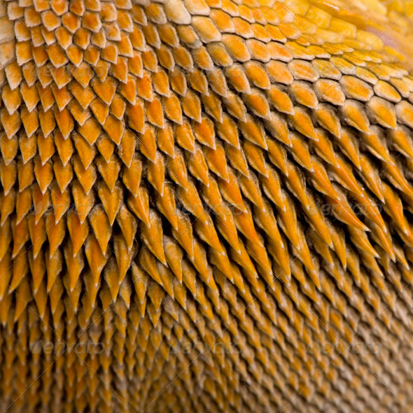 Close-up of scales on Lawson's dragon, Pogona henrylawsoni - Stock Photo - Images