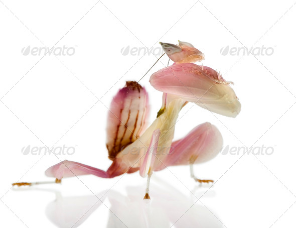 Female hymenopus coronatus also known as Malaysian orchid mantis, in front of white background - Stock Photo - Images