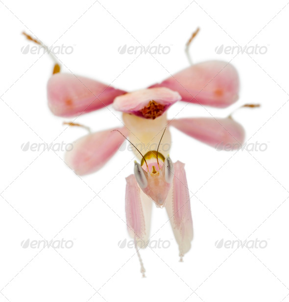Female hymenopus coronatus also known as Malaysian orchid mantis, in front of white background - Stock Photo - Images