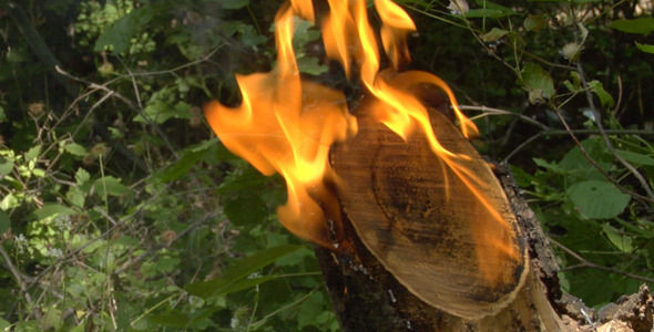 Fire In Forest