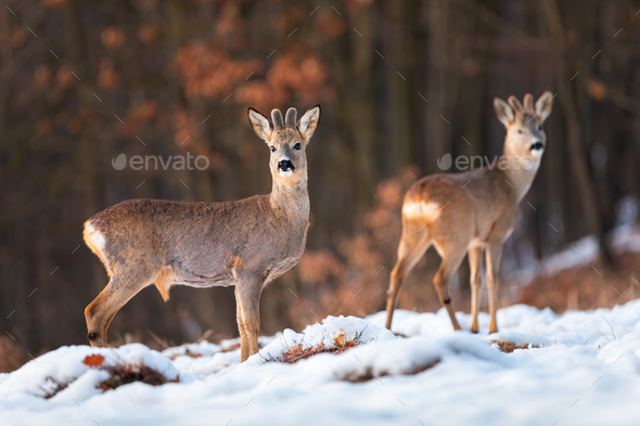 Herd of roe deer on snow in winter at sunset with forest in background - Stock Photo - Images
