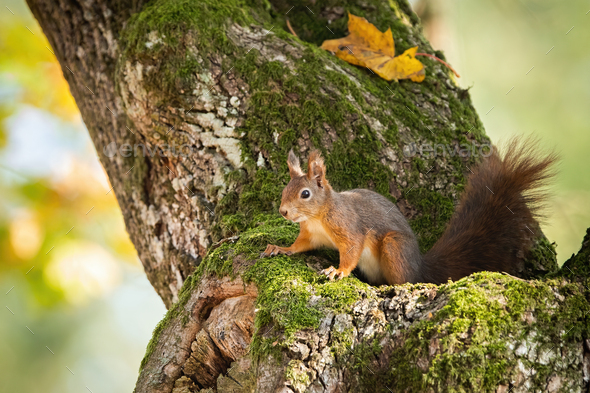 Red squirrel hiding in mossy tree trunk with yellow autumnal leafs - Stock Photo - Images