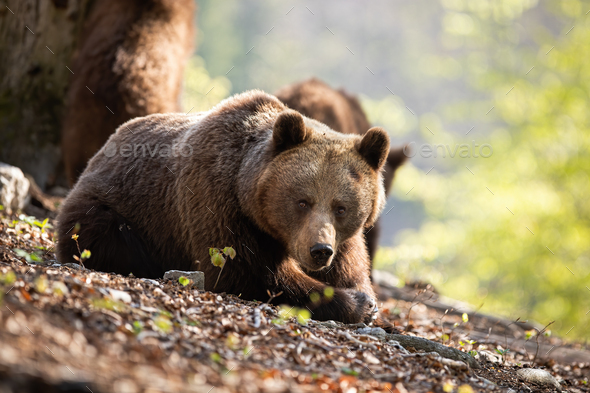 Sunkissed adult brown bear laying on the forest leaves - Stock Photo - Images