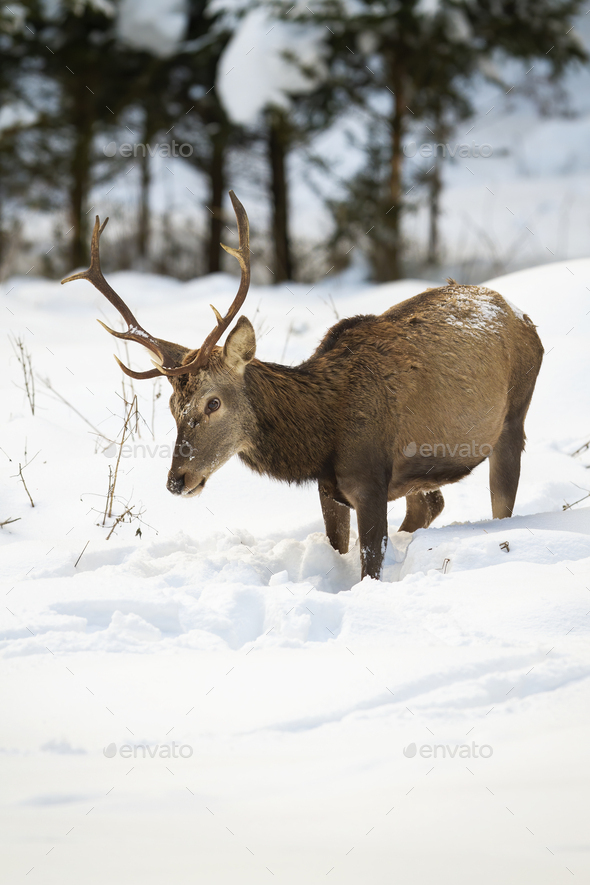 Hungry red deer stag looking for food in deep snow - Stock Photo - Images