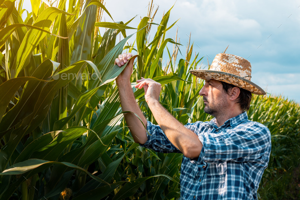 Corn farmer examining crops in field