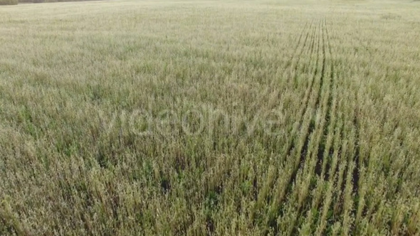 Green Field View from the Drone