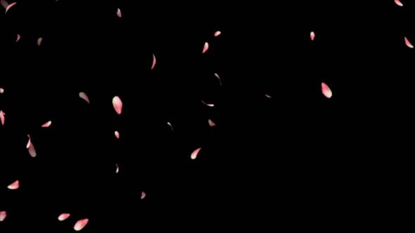 Flower Petals, Motion Graphics | VideoHive