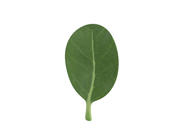 Spinach - 3Docean 25516215