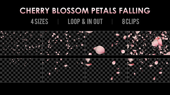 Cherry Blossom Sakura Petals Falling Slow Motion - 8 Clips