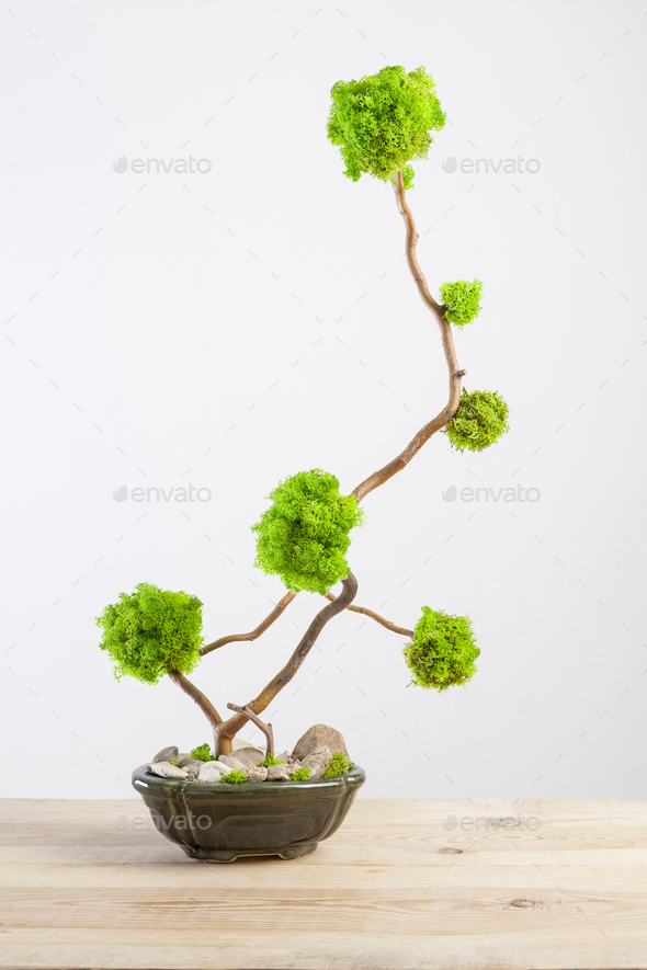 Marimo moss ball tree bonsai tree