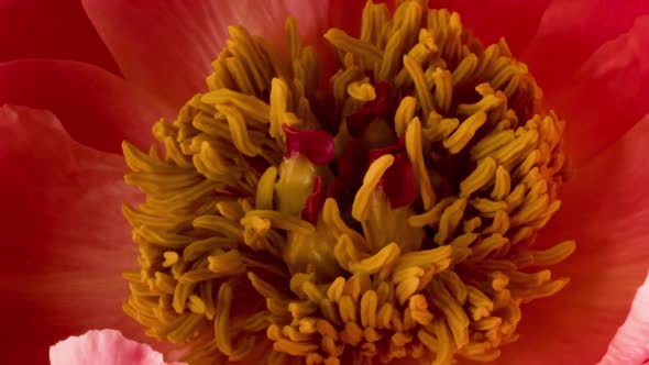Timelapse of a Beautiful Pink Coral Peony Flower Blooming on a Black Background alt