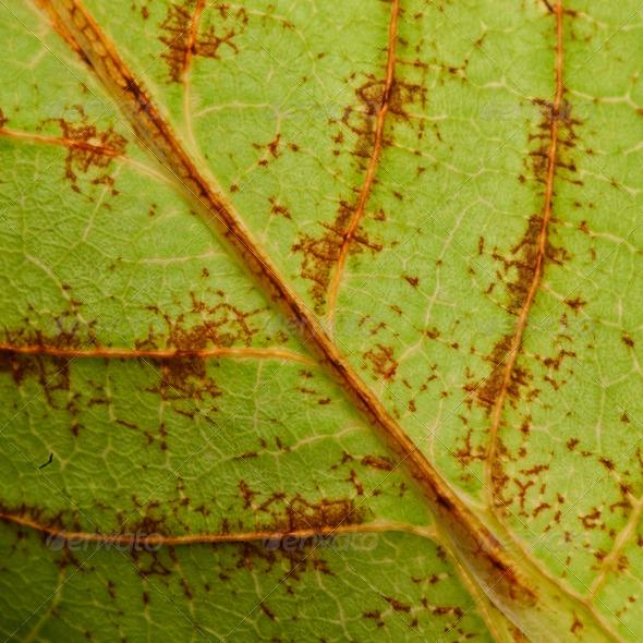 Close-up of Phyllium bioculatum, leaf insect or walking leave, Phylliidae - Stock Photo - Images