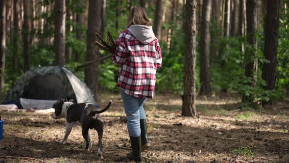 Live Camera Follows Young Woman Walking with Dog to Camp Tent Putting Down Firewood Branches in Slow alt