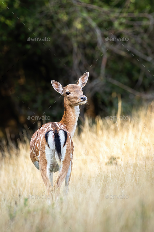 Fallow deer hind standing on a grassy meadow from behind - Stock Photo - Images