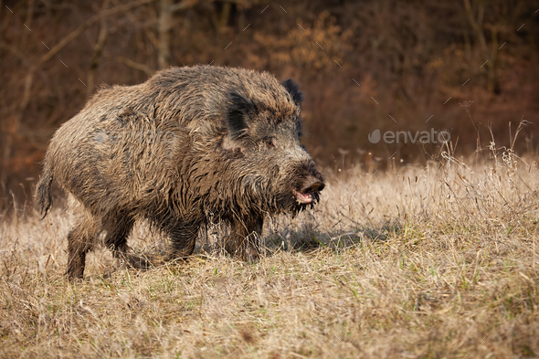 Huge wild boar with open mouth on a meadow with dry grass