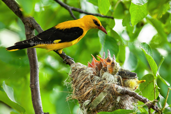Golden oriole parenting in green nature in summertime - Stock Photo - Images