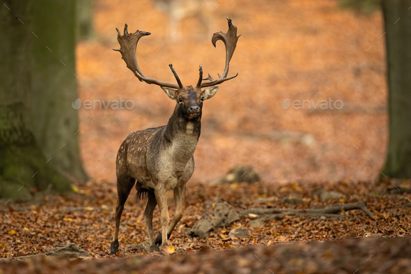 Fallow deer stag advancing closer between trees in autumn forest in nature - Stock Photo - Images