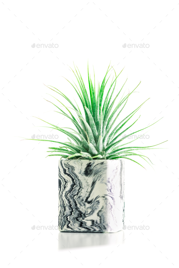 Marbled geometric succulent planters with beautiful tiny plants - Stock Photo - Images