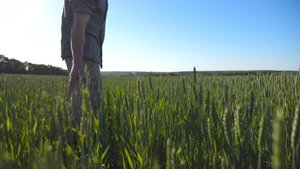 Profile of Unrecognizable Young Farmer Walking Through the Cereal Field alt