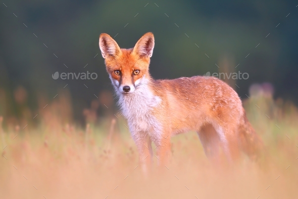 Red fox on a meadow looking attentively with blurred green background - Stock Photo - Images