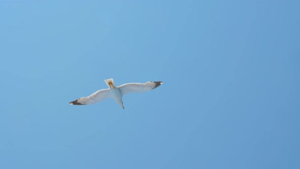 Seagull Above Blue Sea. Bird Among the Sea. Wild Bird Flying High. Travel Concept. Freedom Idea