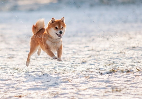 Jumped dog shiba inu on snow - Stock Photo - Images