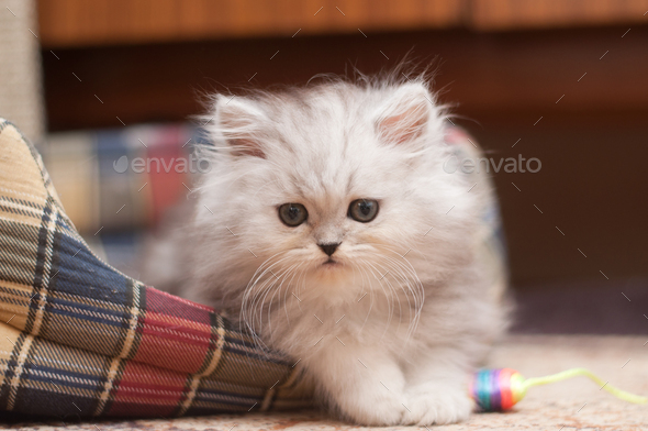 small fluffy kitten