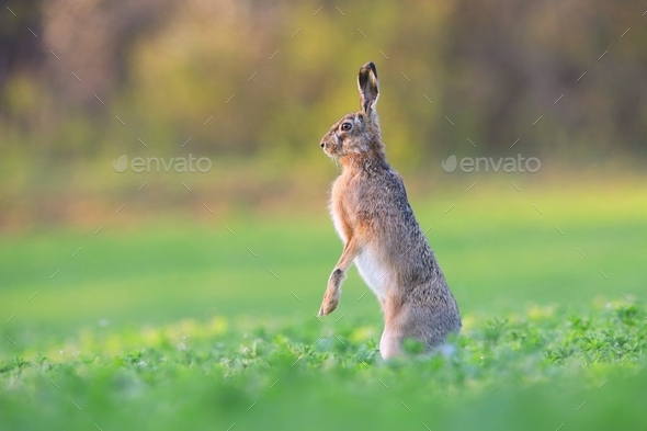 Brown hare standing on a rear legs in vertical position on a field in spring - Stock Photo - Images