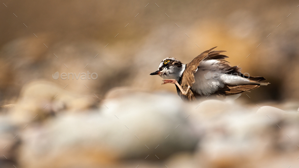 Little ringed plover scratching a itch with leg in summer - Stock Photo - Images