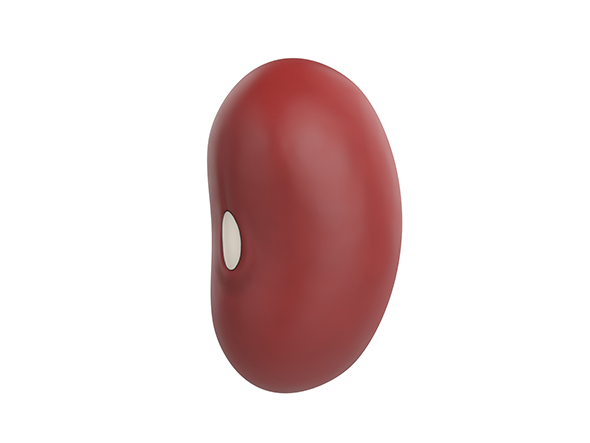 Red Kidney Bean - 3Docean 25573300