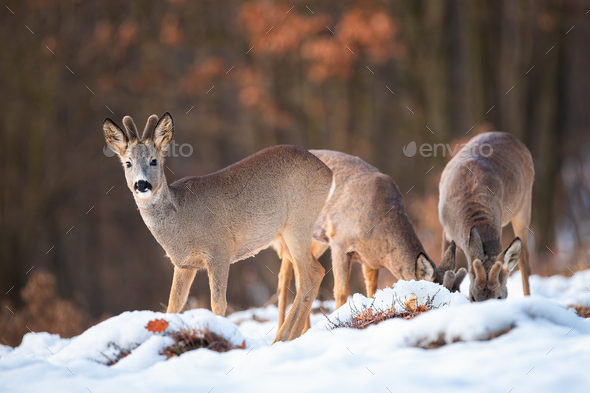 Three roe deer bucks feeding and looking in winter nature - Stock Photo - Images