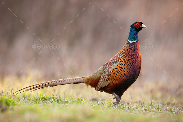 Side view of dominant common pheasant cock in spring time - Stock Photo - Images