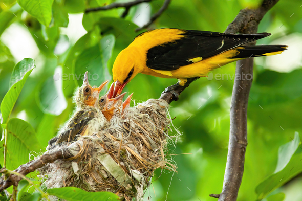 Yellow golden oriole feeding its younglings on nest in summer - Stock Photo - Images