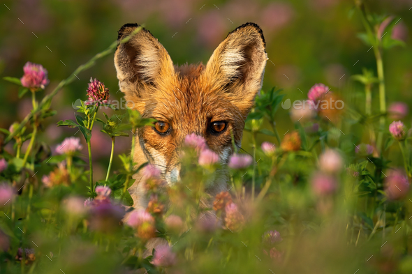 Close-up of a shy red fox hiding behind grass and flowers at sunrise - Stock Photo - Images