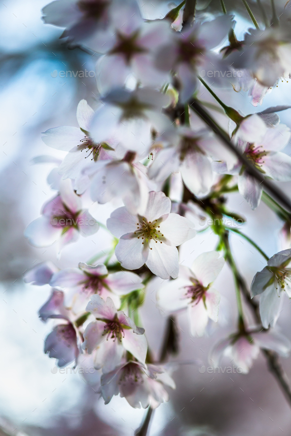 Blooming Tree Branches With White Flowers Stock Photo By Manuta Photodune