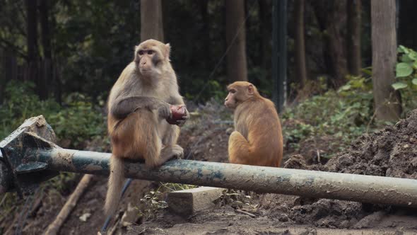 Monkey holding apple alt