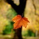 A Leaf Fall