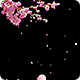 Cherry Blossom Tree with Falling Petals on Transparent Background