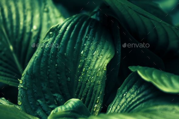big wet rainy leaves - Stock Photo - Images