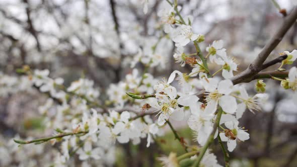 Cherry Branch with White Flowers in Spring Bloom