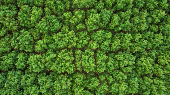 4K Aerial view over a rubber tree in Thailand. natural texture for background alt
