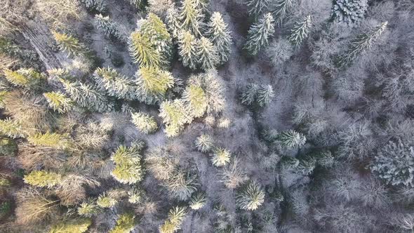 Over a Frosty Forest