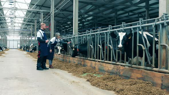 Livestock Farmers are Communicating with Cows alt